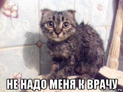  не надо меня к врачу, Мем Кот испуганный