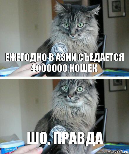 ежегодно в Азии съедается 4000000 кошек шо, правда, Комикс  кот с микрофоном