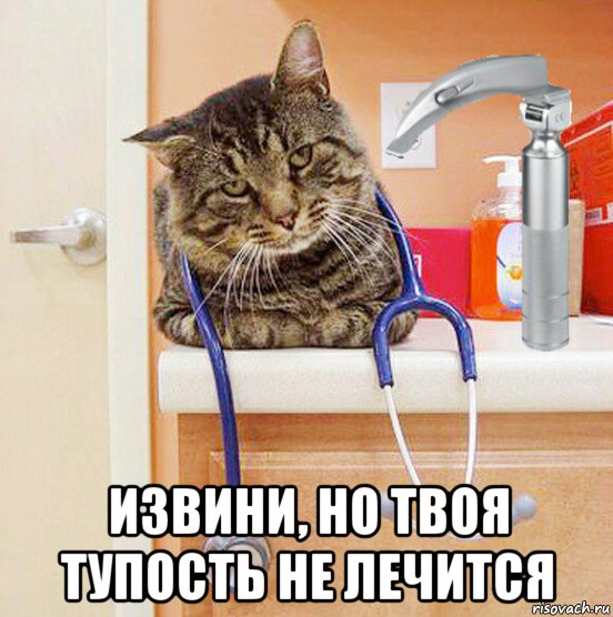  извини, но твоя тупость не лечится, Мем Кот