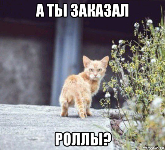 а ты заказал роллы?, Мем Кот