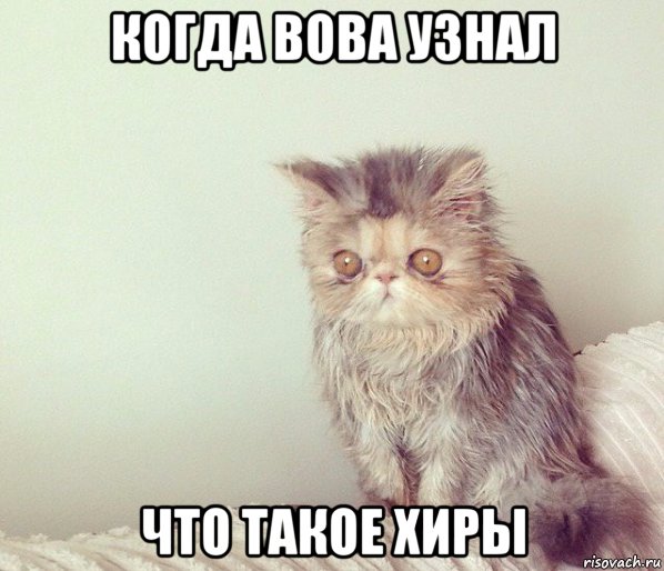 когда вова узнал что такое хиры, Мем Кот