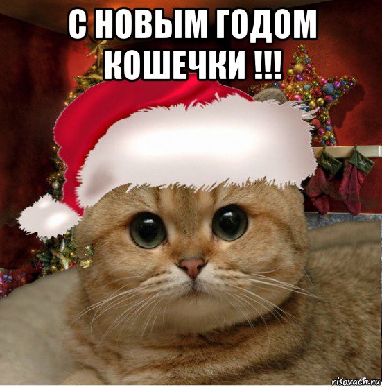 с новым годом кошечки !!! , Мем Котенька