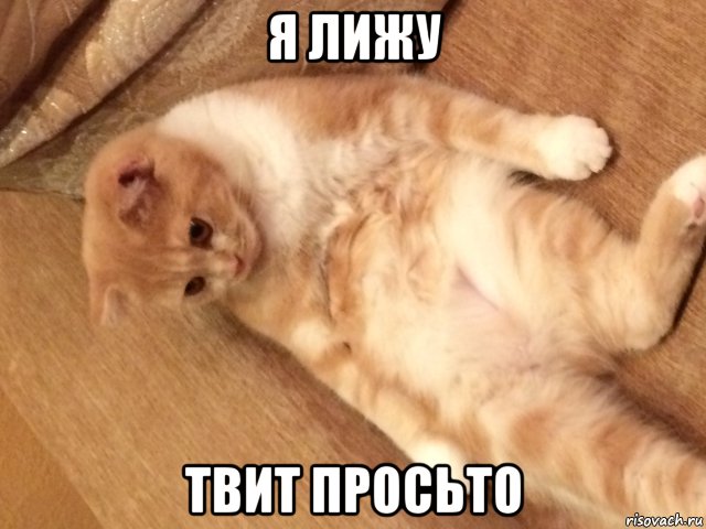 я лижу твит просьто, Мем Котик лижит