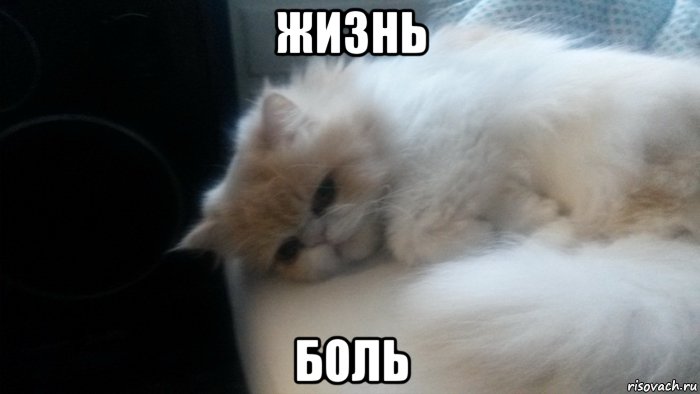жизнь боль, Мем Котик