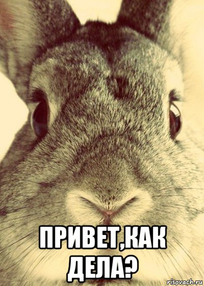  привет,как дела?, Мем Кроль