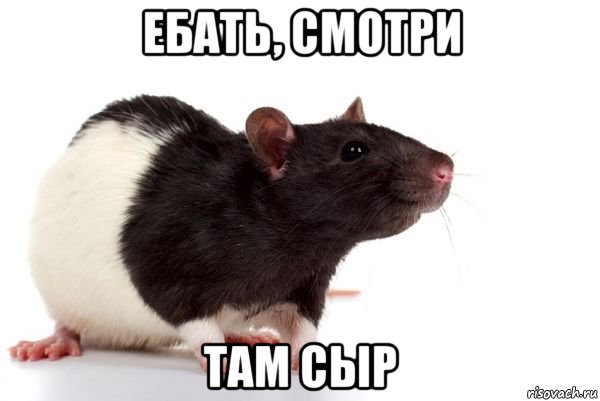 ебать, смотри там сыр, Мем Krrыса