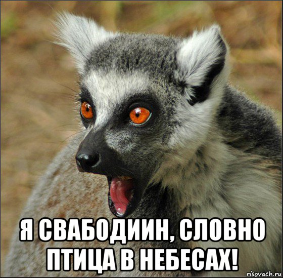  я свабодиин, словно птица в небесах!, Мем лемур