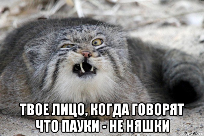  твое лицо, когда говорят что пауки - не няшки, Мем Манул