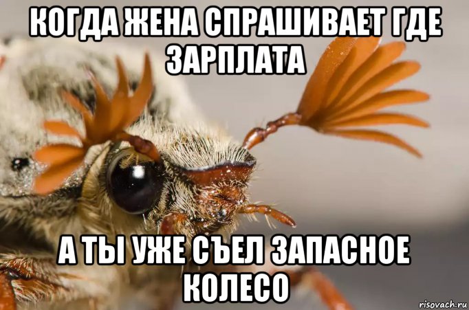 когда жена спрашивает где зарплата а ты уже съел запасное колесо, Мем Майский жук