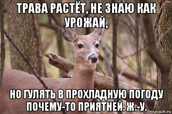 трава растёт, не знаю как урожай, но гулять в прохладную погоду почему-то приятней. ж.-у., Мем Наивная олениха