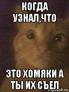 когда узнал,что это хомяки а ты их съел
