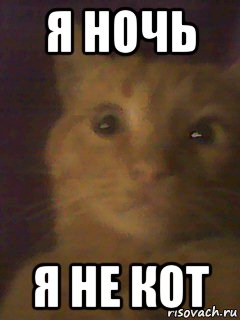 я ночь я не кот
