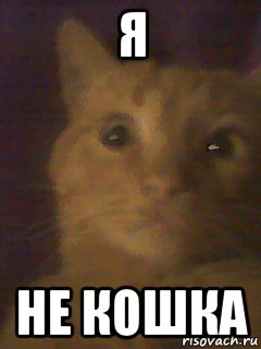 я не кошка