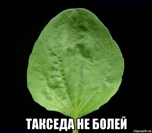  такседа не болей