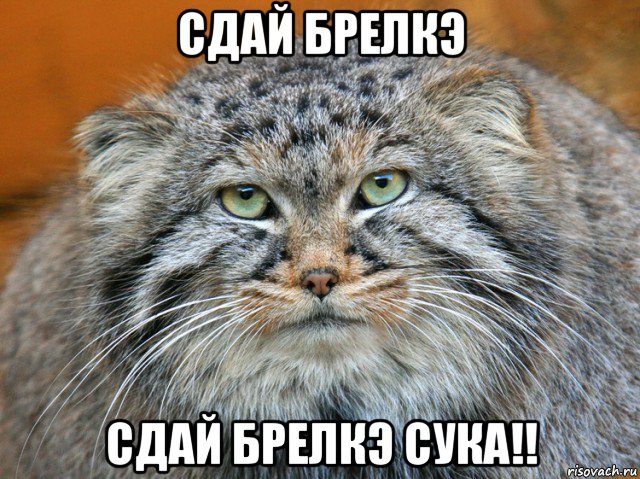 сдай брелкэ сдай брелкэ сука!!