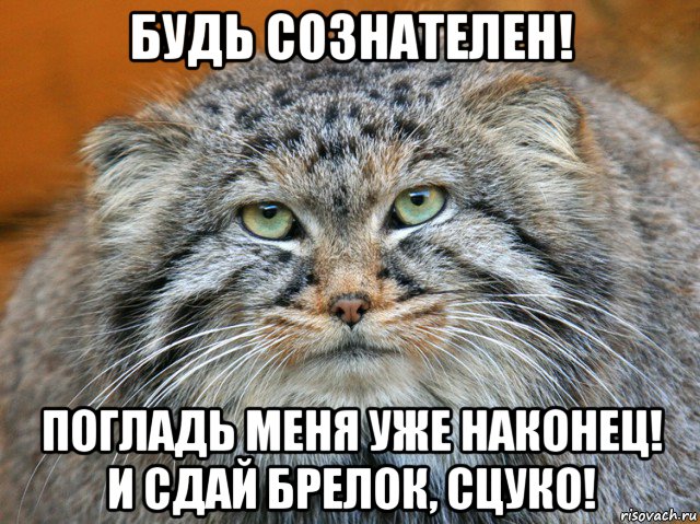 будь сознателен! погладь меня уже наконец! и сдай брелок, сцуко!