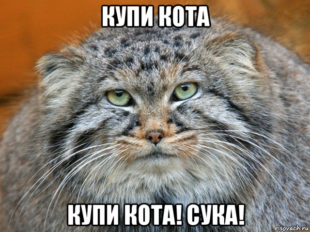 купи кота купи кота! сука!