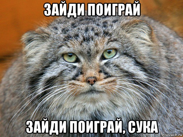 зайди поиграй зайди поиграй, сука