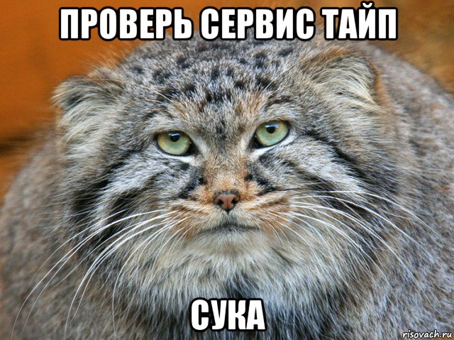 проверь сервис тайп сука