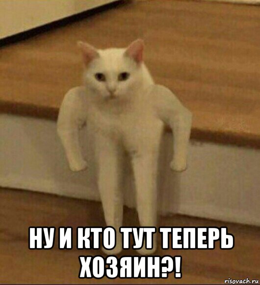  ну и кто тут теперь хозяин?!, Мем  Полукот