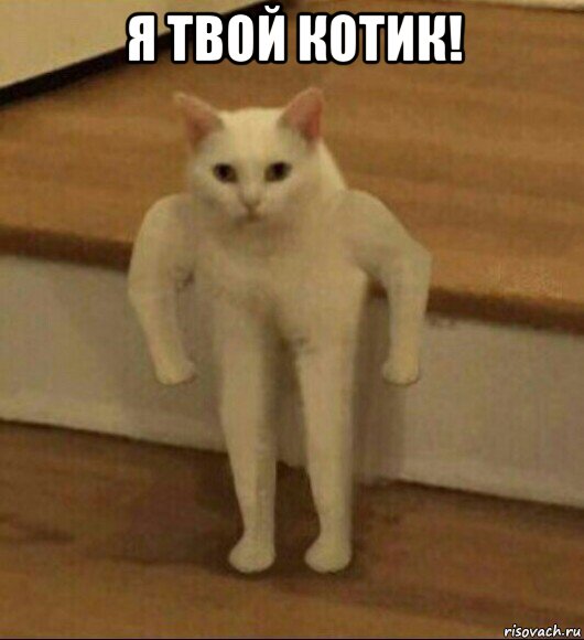 я твой котик! , Мем  Полукот