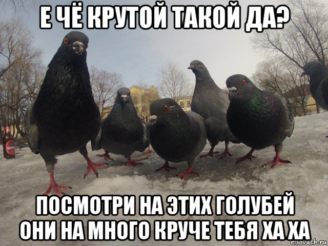 е чё крутой такой да? посмотри на этих голубей они на много круче тебя ха ха