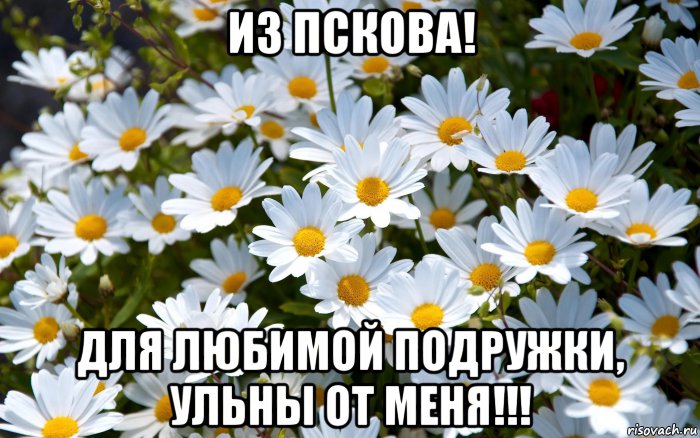 из пскова! для любимой подружки, ульны от меня!!!, Мем Ромашки