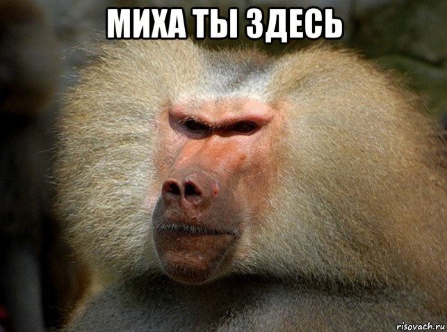 миха ты здесь , Мем Рожа бабуина
