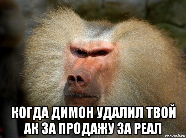  когда димон удалил твой ак за продажу за реал, Мем Рожа бабуина