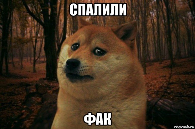 спалили фак, Мем SAD DOGE