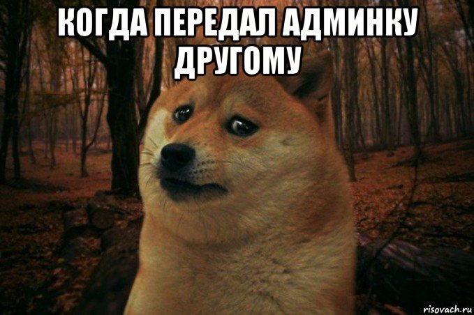 когда передал админку другому , Мем SAD DOGE