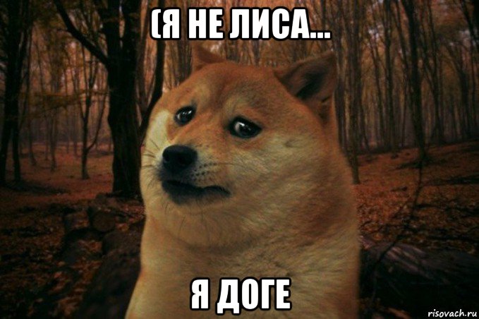 (я не лиса... я доге, Мем SAD DOGE