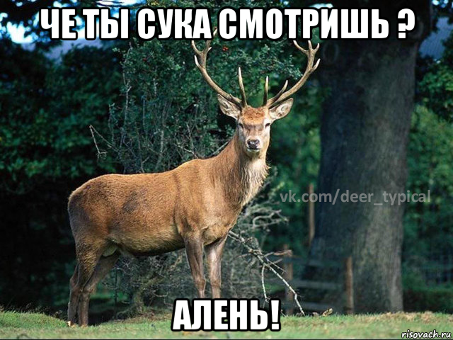 че ты сука смотришь ? алень!