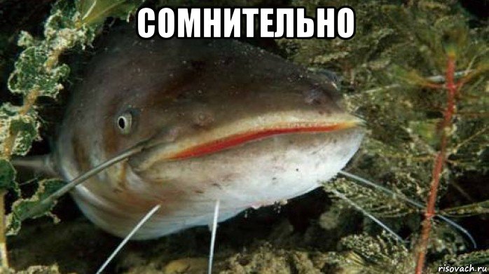 сомнительно , Мем Сома