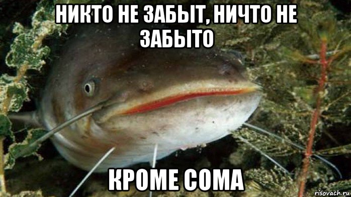 никто не забыт, ничто не забыто кроме сома