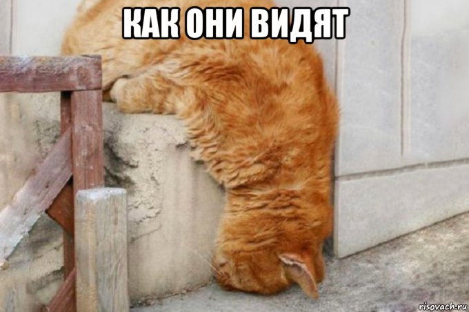 как они видят , Мем Спящий кот