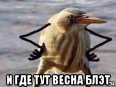  и где тут весна блэт