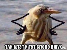  так блэт и тут слово вжух