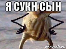 я сукн сын 