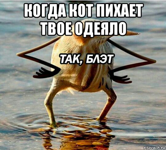 когда кот пихает твое одеяло 