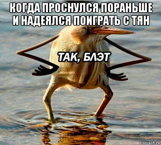 когда проснулся пораньше и надеялся поиграть с тян 