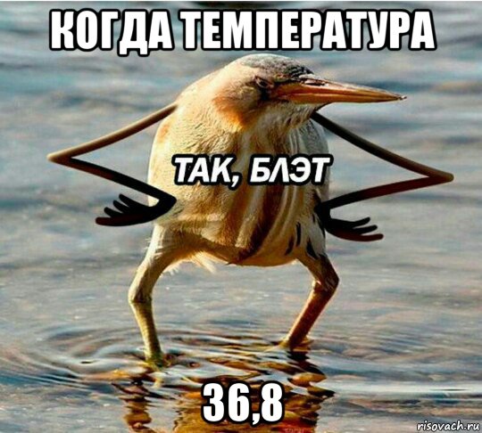 когда температура 36,8