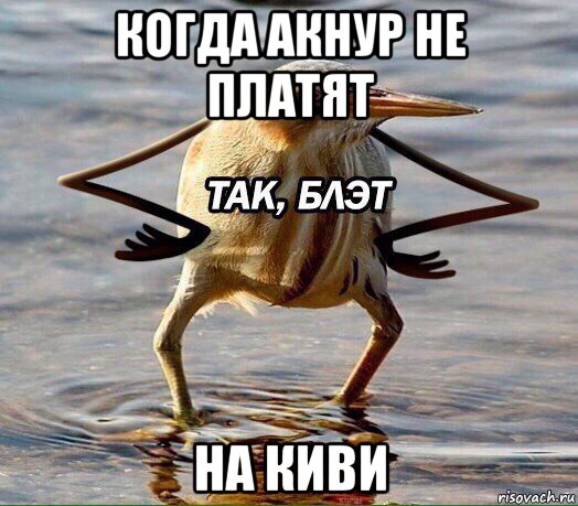 когда акнур не платят на киви