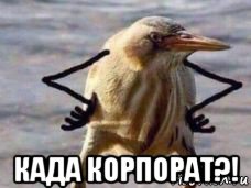  када корпорат?!