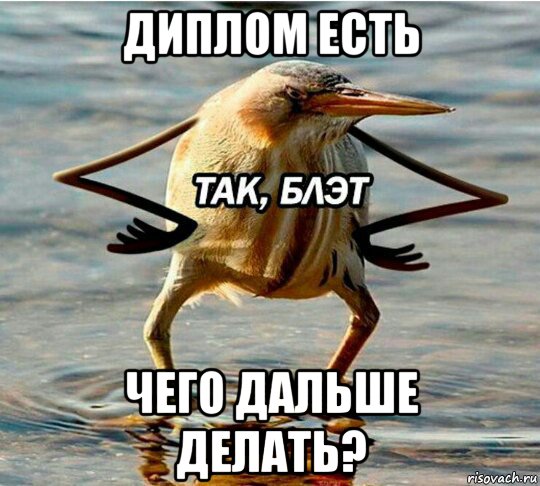 диплом есть чего дальше делать?