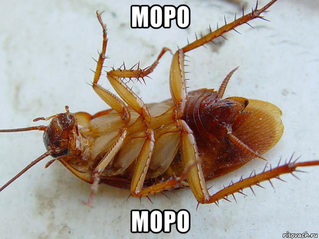 моро моро