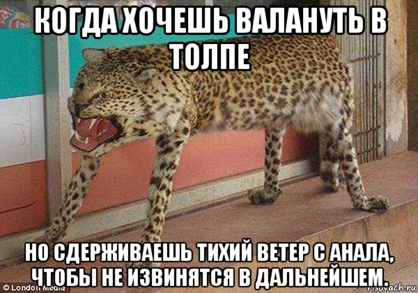 когда хочешь валануть в толпе но сдерживаешь тихий ветер с анала, чтобы не извинятся в дальнейшем., Мем Тигр
