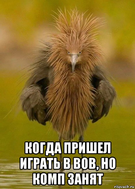  когда пришел играть в вов, но комп занят, Мем Trytry