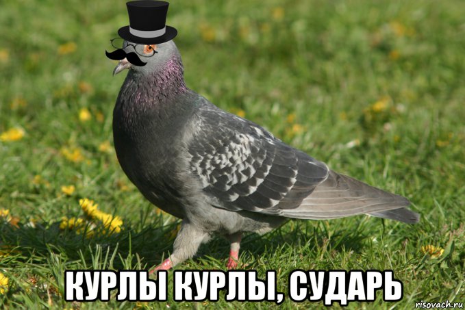  курлы курлы, сударь