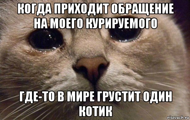 когда приходит обращение на моего курируемого где-то в мире грустит один котик, Мем   В мире грустит один котик